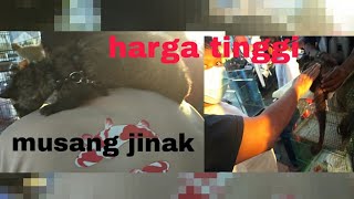 ini harga musang jinak di pasar jatinegara/jakarta timur.