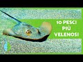 Top 10 pesci pi velenosi del mondo  mai toccarli 