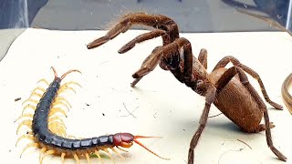 Tarantula vs Centipede - The Spider Avenged The Loss of The Mantis to The Centipede