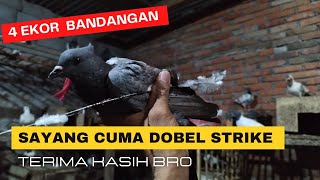 Menangkap bandangan magrib merpati gerakan Lombok 4 ekor, sayang Lolos 2 ekor