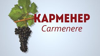 Сорт винограда Карменер