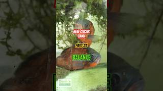 NEW OSCAR TANK PART 23: BALANCE!