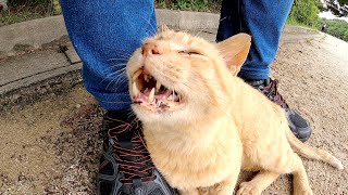 年老いた茶トラ猫が足元に寄り添ってダミ声で鳴く