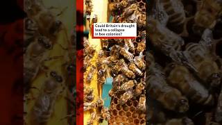 Could Britain's drought lead to a collapse in bee colonies #bbcnews