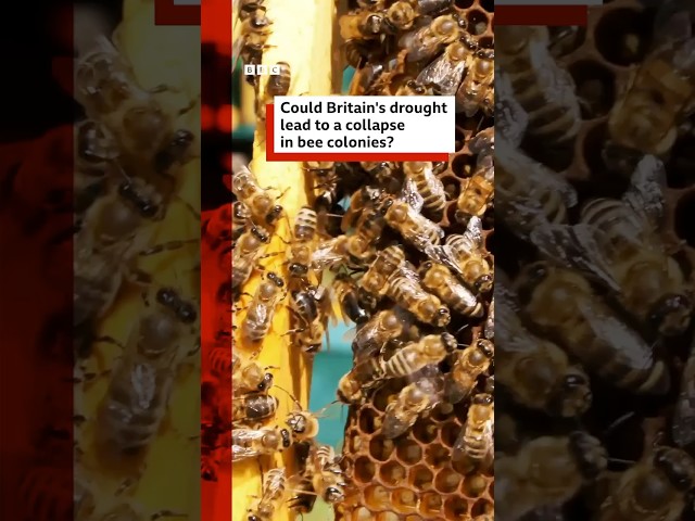 Could Britain's drought lead to a collapse in bee colonies? #bbcnews