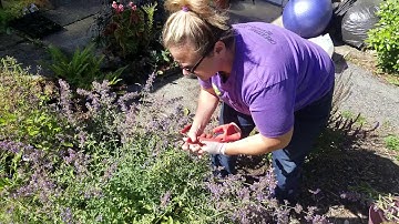 ANNIEBAM June Prune Instruction – Cat Mint – Before