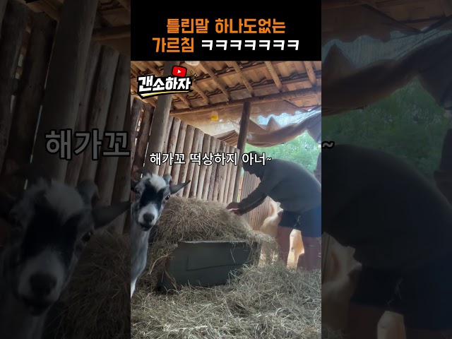 틀린말 하나도 없는 가르침이다 ㅋㅋㅋㅋㅋㅋ #웃긴더빙 #웃긴영상 #유머