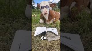 how animals see the world #animals