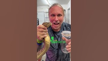 Cách lấy nọc độc rắn | Clip triệu view trending Douyin #shorts