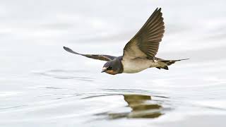 The sound of the Barn Swallow - Bird Sounds to recognize the Barn Swallow | 10 Hours