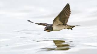 Suara Burung Walet - Suara Burung untuk mengenali burung walet | 10 Jam