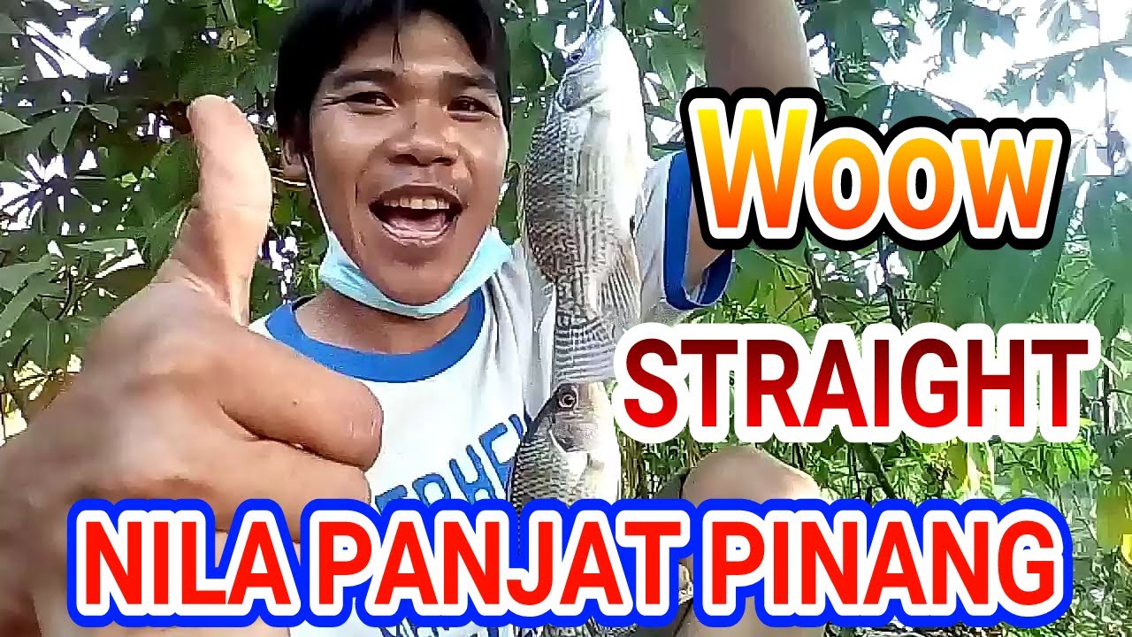 IKAN NILA BONCENGAN || di kolam harian 