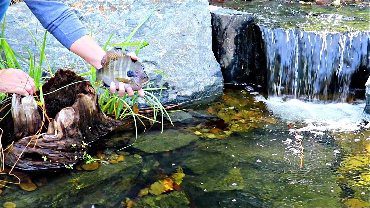 bluegill fishing michigan Catching New Pet Bluegills for the Bass Pond!!