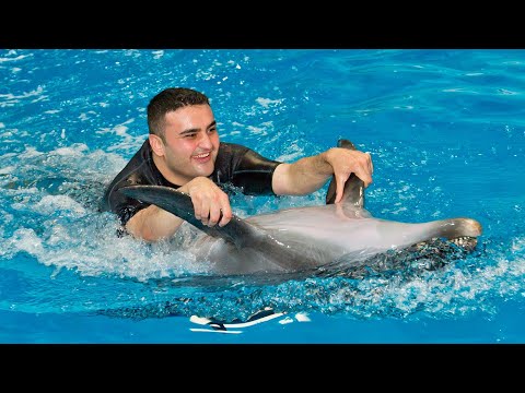 Super Cool Dolphin Show in Dubai | Full Video