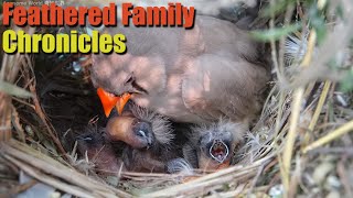 Feathered Family Chronicles Day 6: A Heartwarming Journey of Bird Parents Raising Their Newborns by Awesome World 奇妙世界 139 views 1 month ago 7 hours, 48 minutes