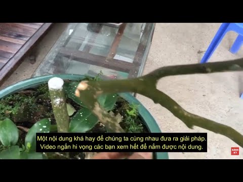 Video: Tại sao cây sơn tra rụng lá kim?