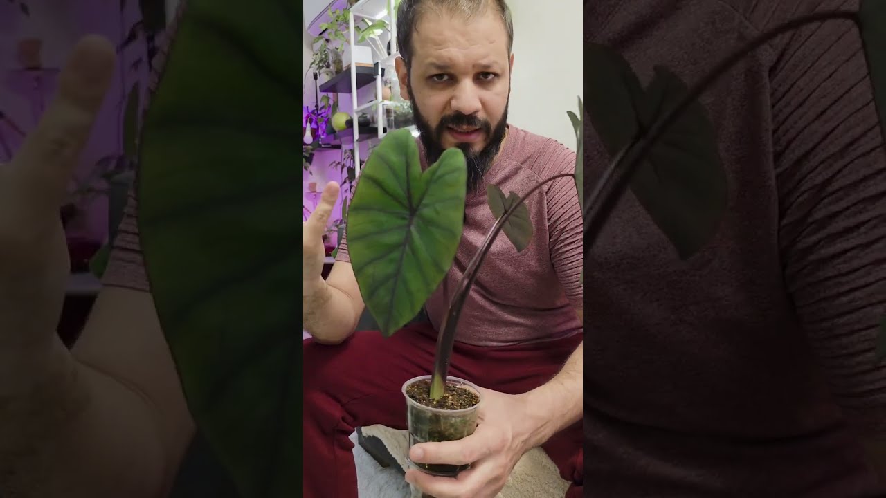 How to take care of the Colocasia Black Magic