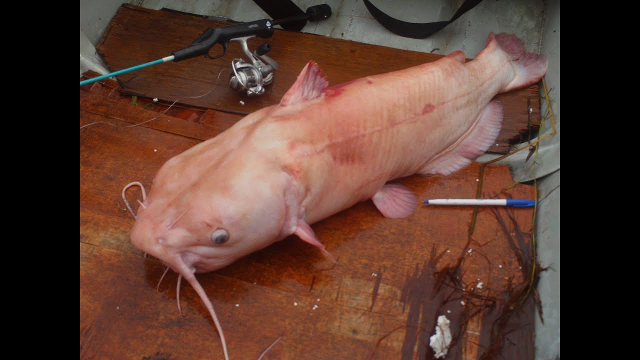 Albino Channel Cat with Kitty!