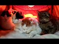 こたつの中の猫ライブ 朝まで 191220