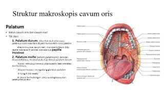 Anatomi Cavum Oris screenshot 2