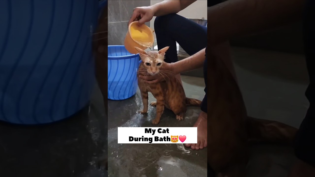 Simba Vs Other Cats During Bath😻❤️ 