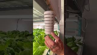 Hydroponics Farm Tech Install With Bluelab