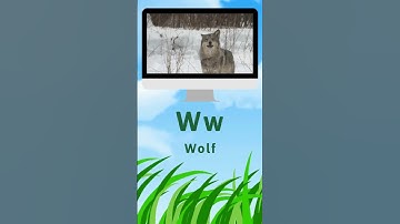 Learn With Kem | English Alphabet Phonics - ABC Animal - W & X | +More Kids Videos | ABC Kem Channel