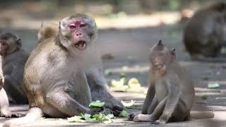 Feeding (Thai)