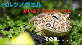 Chimo Aqua 07 ベルツノガエルのいるアクアテラリウム レイアウト製作02 完成編 Youtube Chimo Aqua 07 ベルツノガエルのいるアクアテラリウム レイアウト製作02 完成編 Youtube