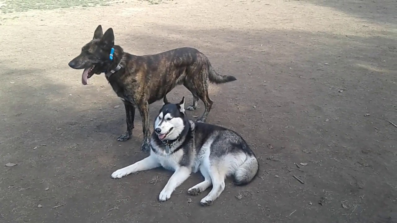 belgian tervuren husky mix