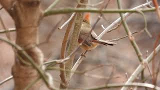 Female Northern Cardinal in the Wild | Stunning 4K Bird Video | Nikon Coolpix