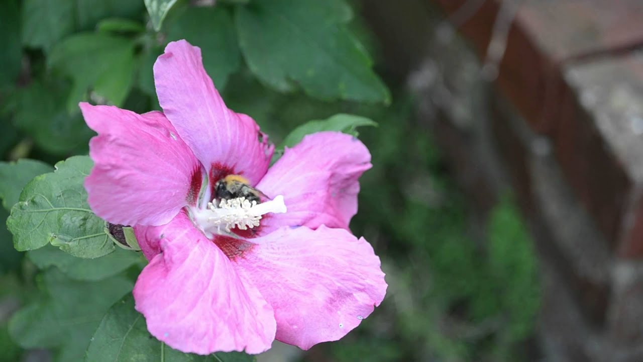 Bumblebee visiting flower