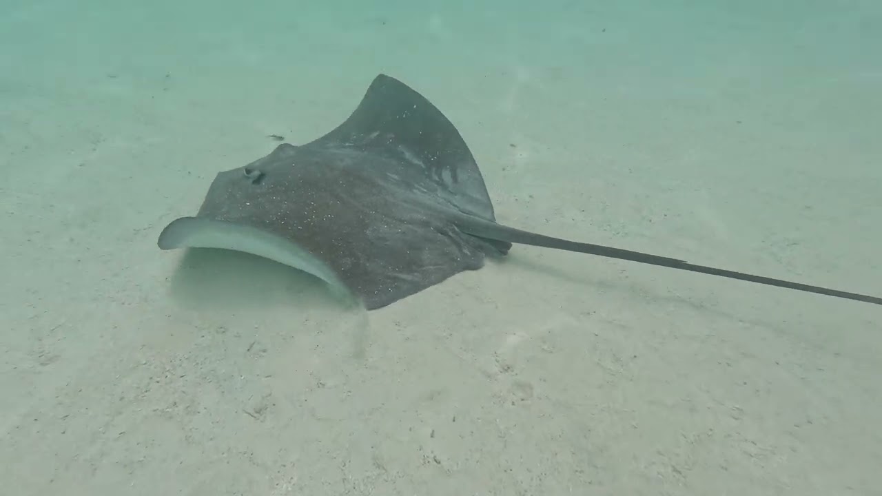 Les Tipanier, Moorea, French Polynesia - GOPro Hero 12 Black, Stingray