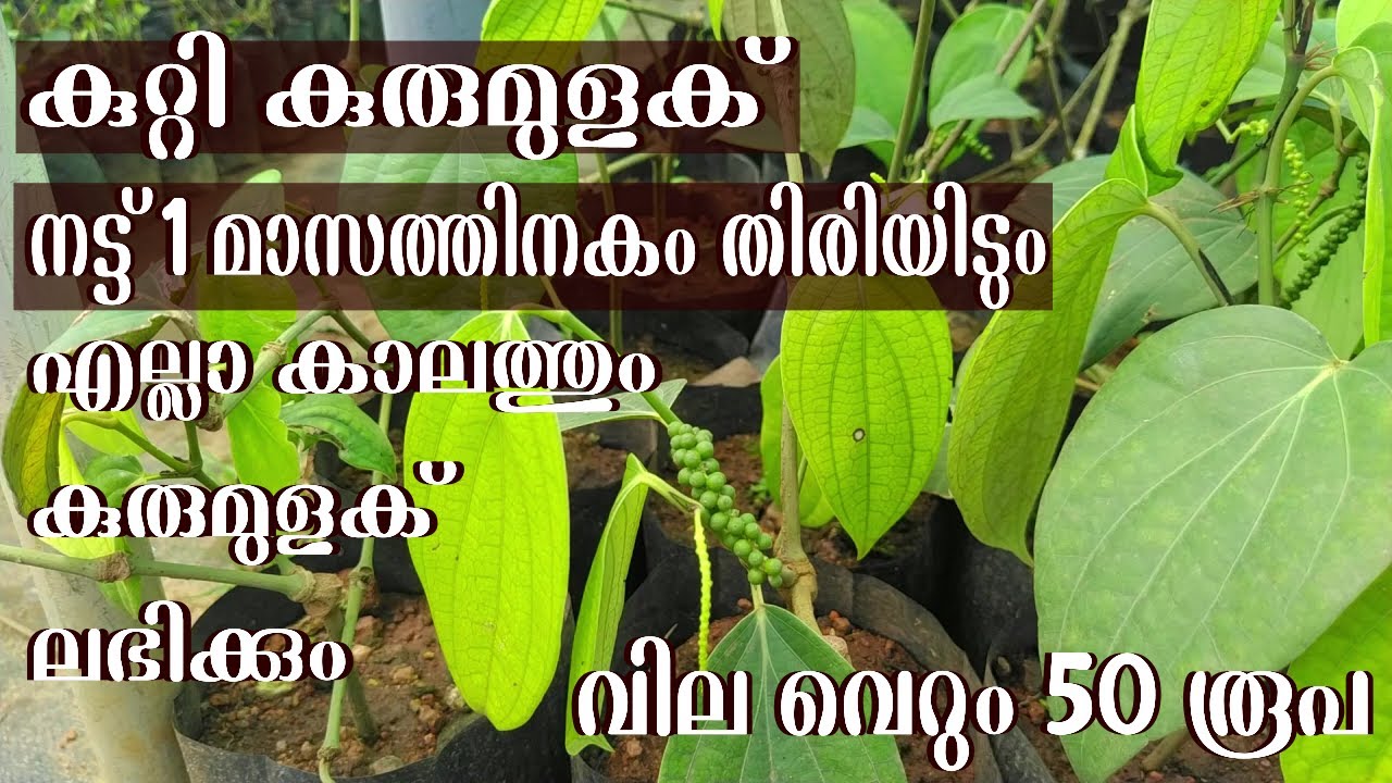 കുറ്റി കുരുമുളക് Kutti Kurumulaku Bush Pepper Malayalam YouTube