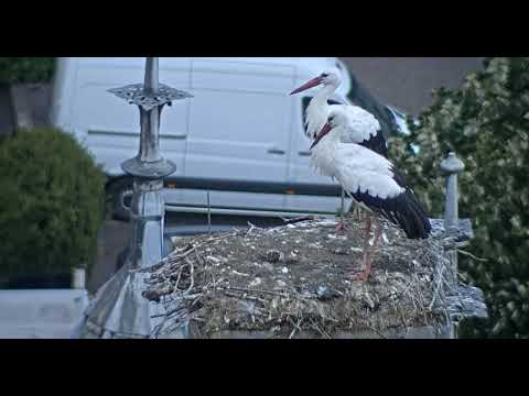 IJsselstein, NL   gólyák/stork   2022.09.15.