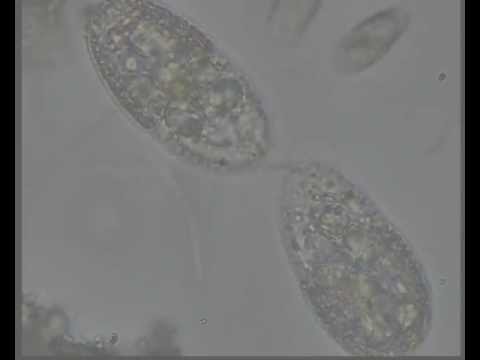 COLEPS CILIADO CILIATE BIPARTICION - DIVISION TRANSVERSAL life facebook