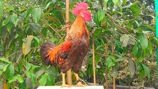 Rooster Crowing Compilation Duet Plus - Rooster Sounds Effect Alarm - Chicken Sounds Profile