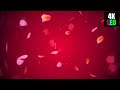 Flower Falling LED Loop | Beautiful, Relaxing Floral Animation for LED Displays