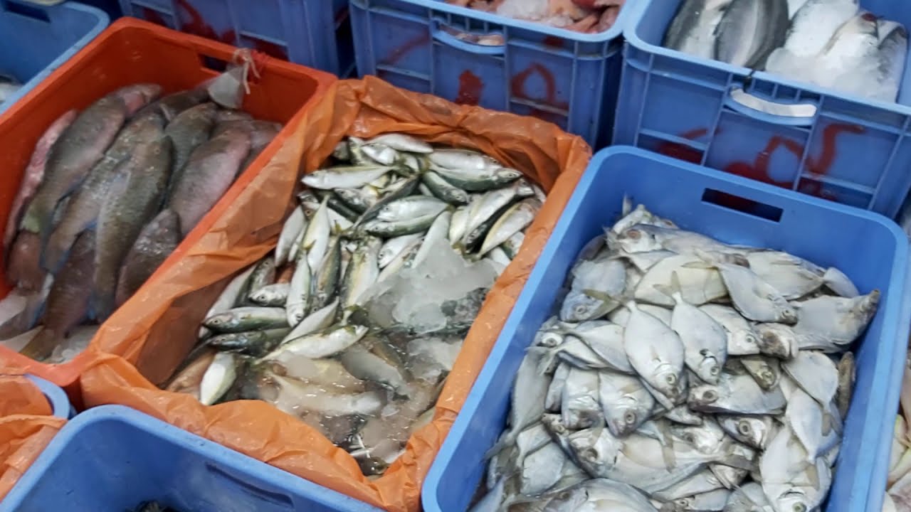 Amazing Big Fish Market Near Riyadh City Saudi Arabia Huge Fresh Fish