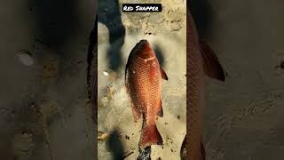 Red Snapper 3 kg on handline using sardine bait #shorts #shortsfeed #trending #shortvideo