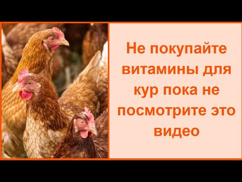 Чем пропаивать кур - волшебное лекарство и витамины для кур несушек