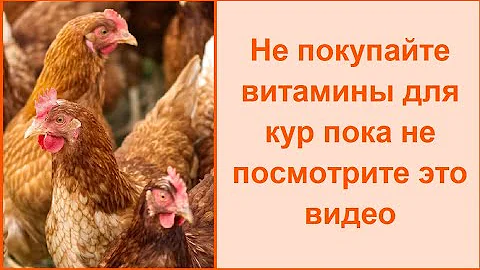 Чем пропаивать кур - волшебное лекарство и витамины для кур несушек