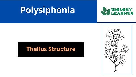 Thallus Structure of Polysiphonia । Bsc 1st year
