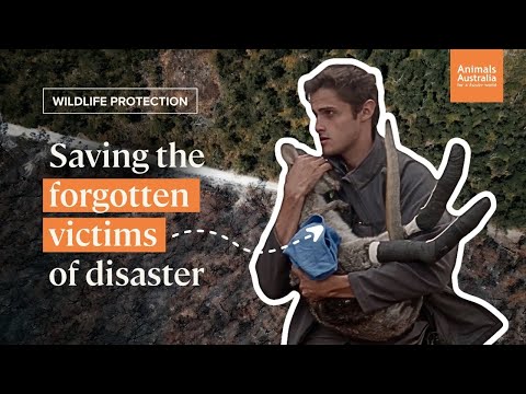 Wildlife SOS: Saving the forgotten animals in times of disaster