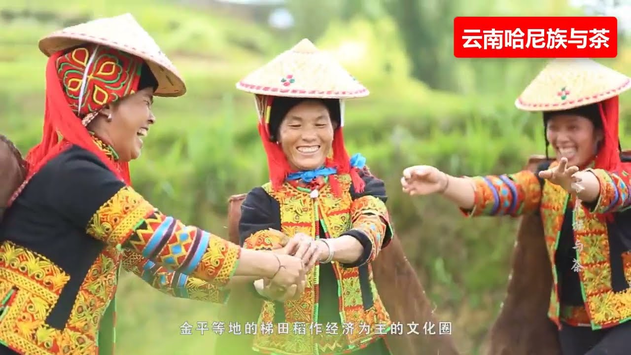 雲南普洱茶，哈尼族與茶！ 🌍哈尼族最常喝的茶是【普洱茶】。茶不僅是一種高貴飲品，而且還具有生命靈性。 ✳️