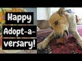 My Rescue Dog&#39;s 2 Year ADOPT-A-VERSARY Party