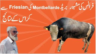 Characteristics of Montbéliarde Breed: Results of Montbéliarde and Friesian Cross