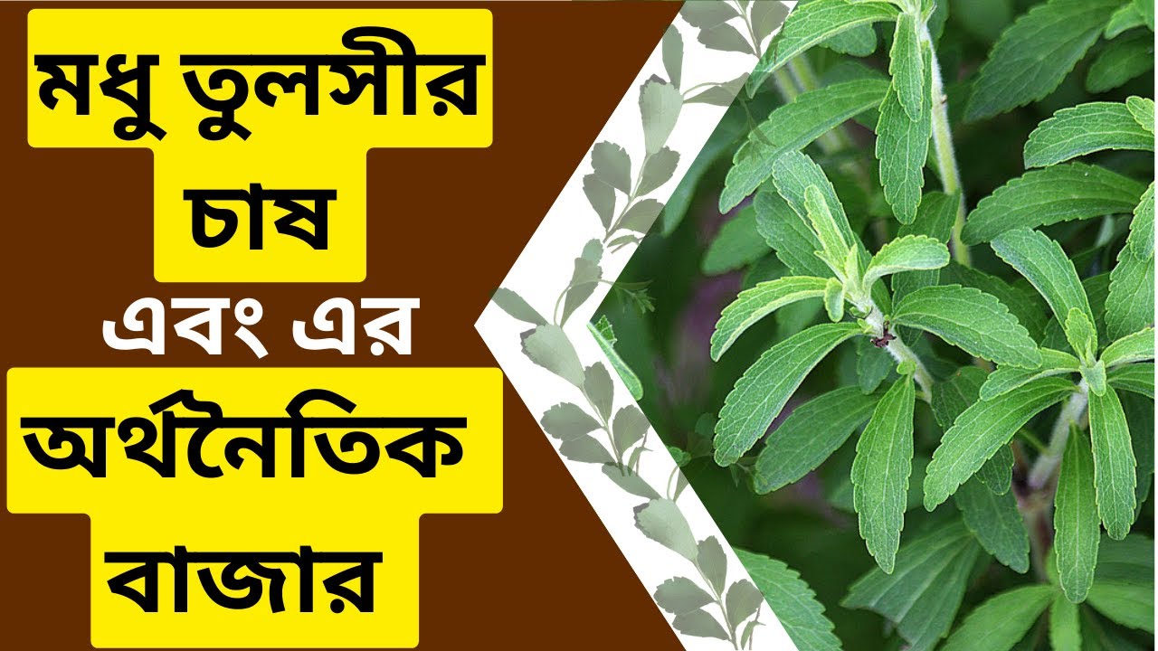 All Details About Stevia Farming Everything You Need to Know About
