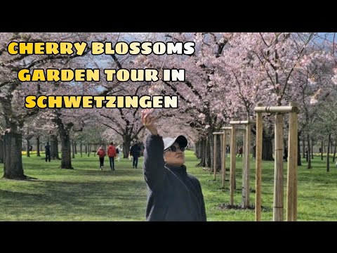 CHERRY BLOSSOMS GARDEN TOUR IN SCHWETZINGEN PALACE  GARDEN, GERMANY | SPRING TIME 2023