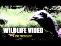 Narrated Wildlife Video 22-35 from Trail Cameras in the Tennessee Foothills of the Smoky Mountains